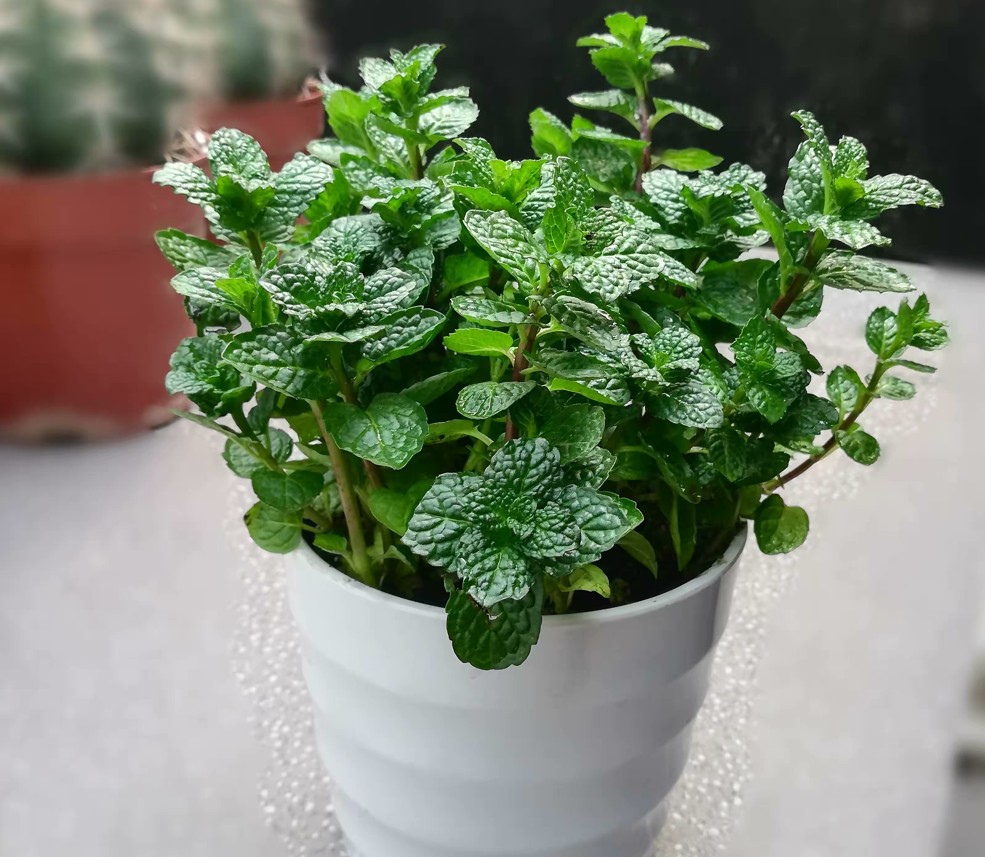 最好养的室内驱蚊植物是什么,适合室内养的驱蚊花卉有哪些品种