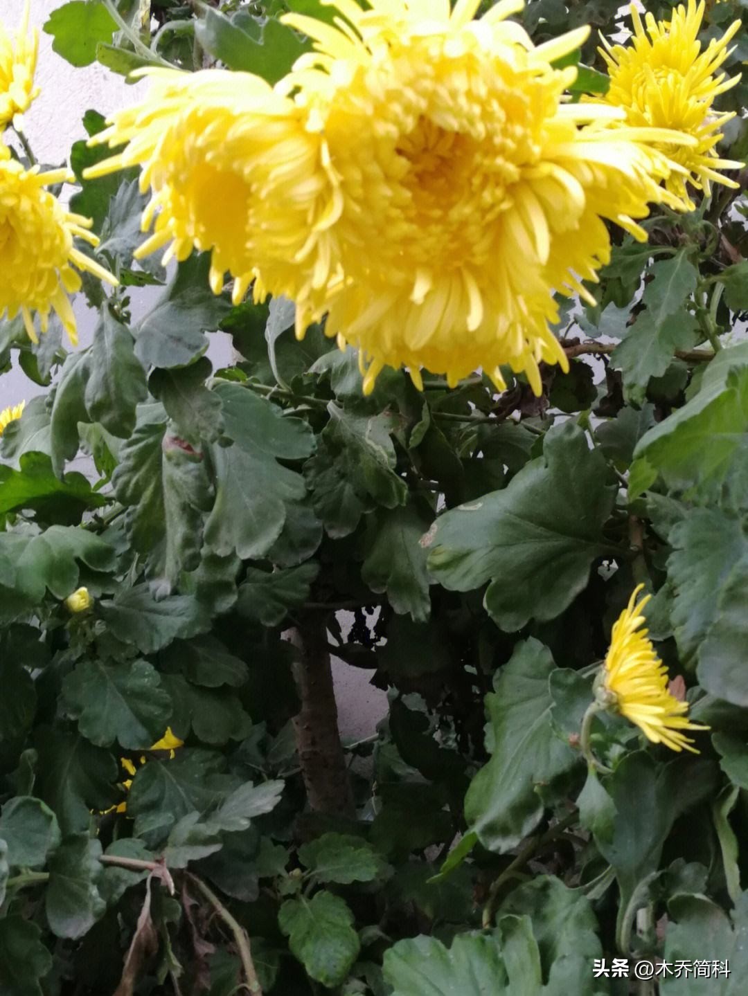 民俗文化中菊花的象征意义,菊在古代的象征意义和品质