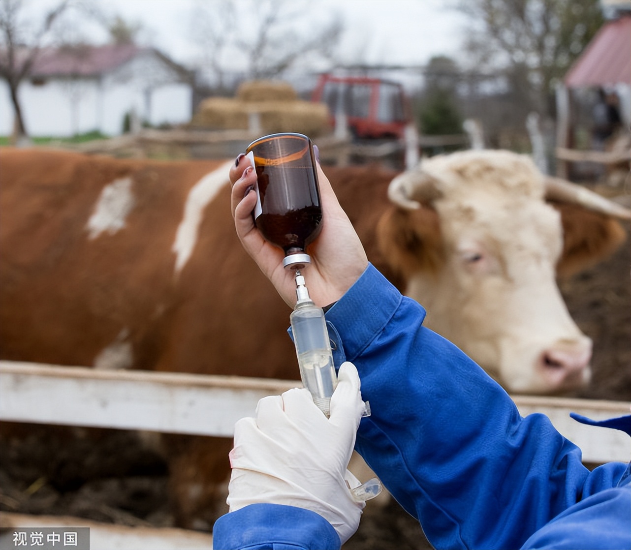 牛高热病是什么原因引起的,牛流行性高热病