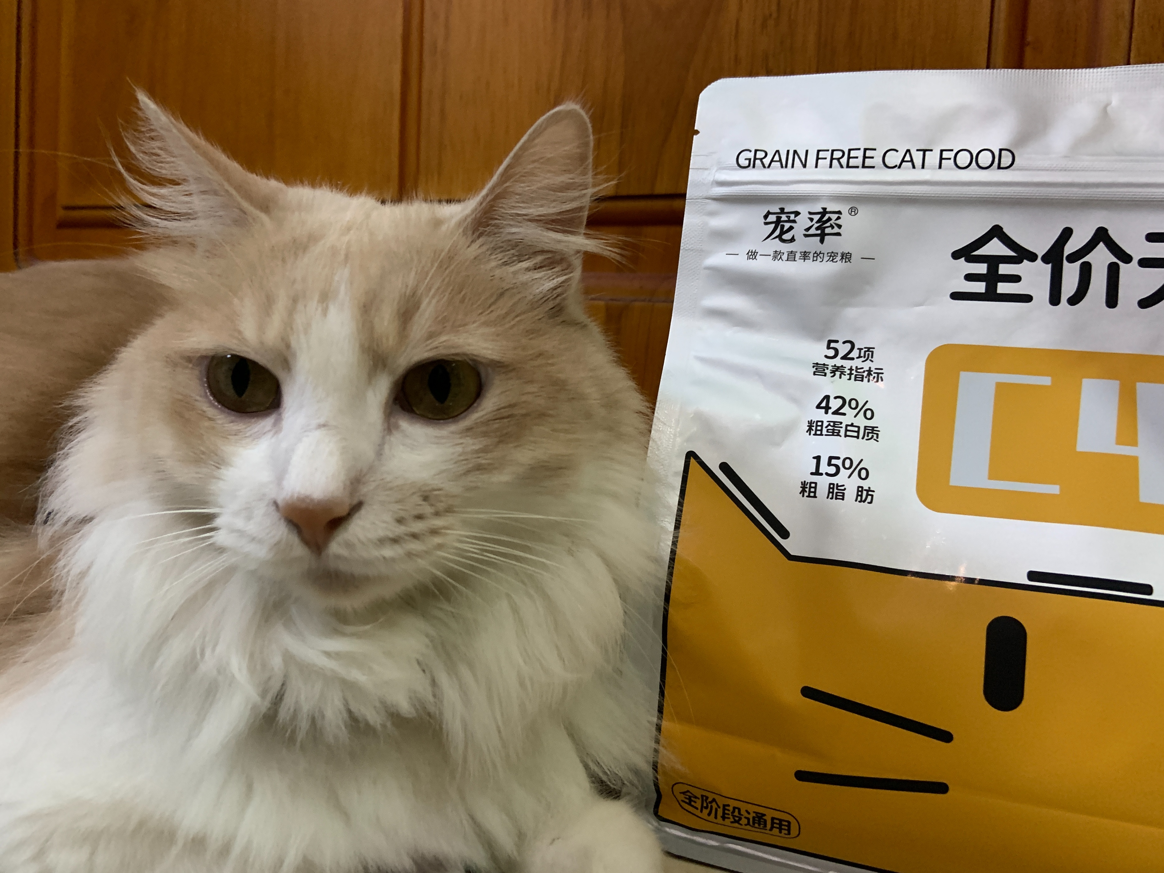 猫咪得狂犬病的征兆,猫咪狂犬病征兆