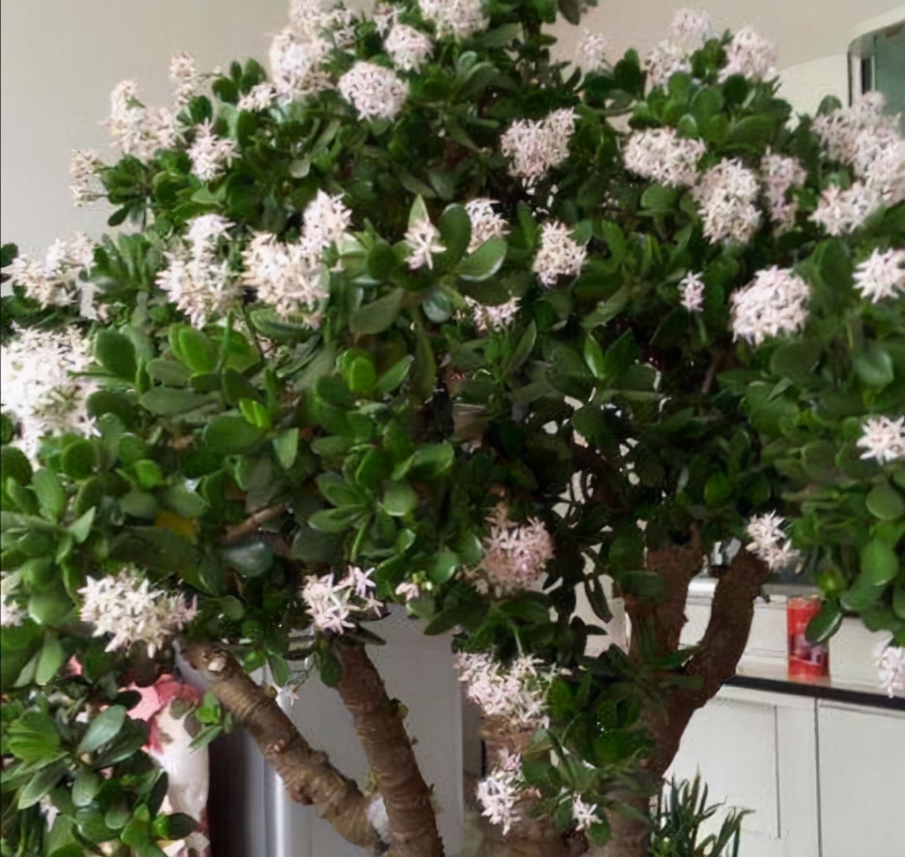 容易养的花苗而且开花时间长,10种公认最好养的花占地小