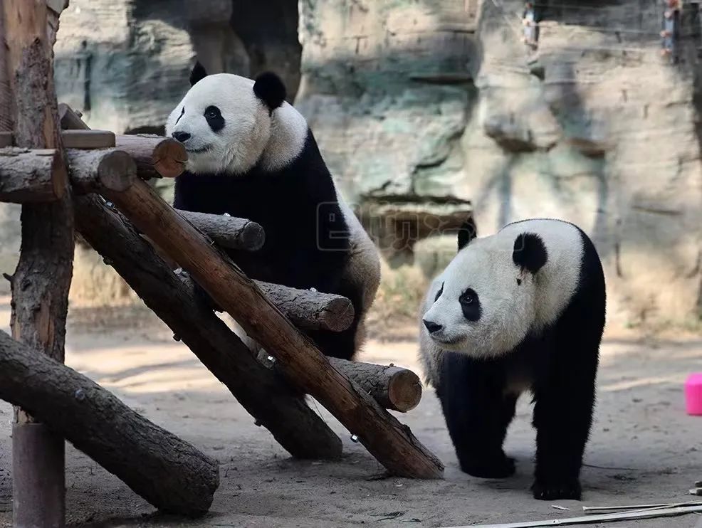 北京动物园有大熊猫丫丫吗,大熊猫丫丫送到动物园的视频