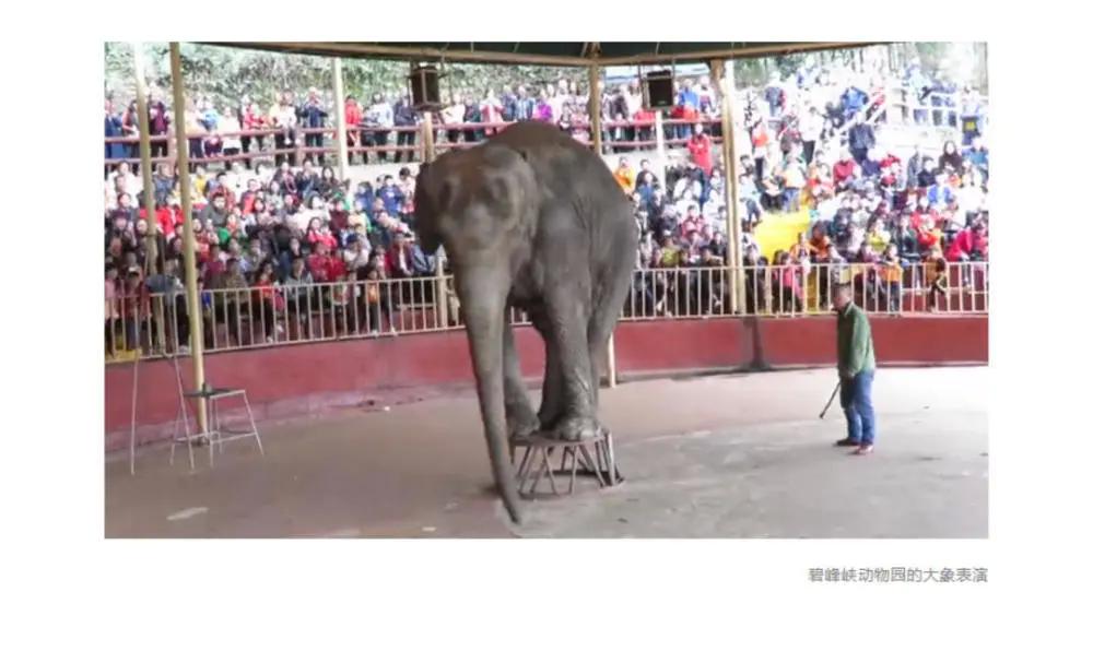 碧峰峡大象新闻,雅安碧峰峡野生动物园大象表演