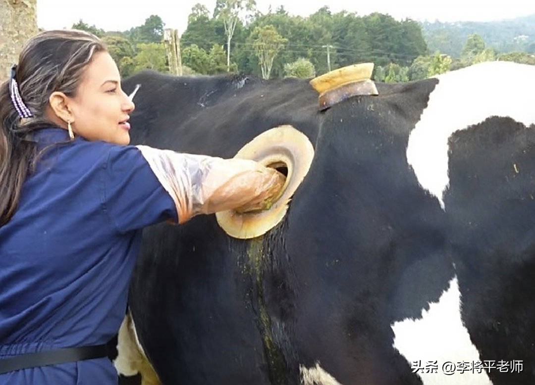为什么外国人养牛在牛身上开个洞,现在的奶牛都在牛身上开洞吗