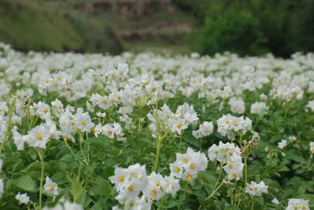 【融媒联动·全域旅游】美艳!专属农民的浪漫——青岚的洋芋花开“赛牡丹”