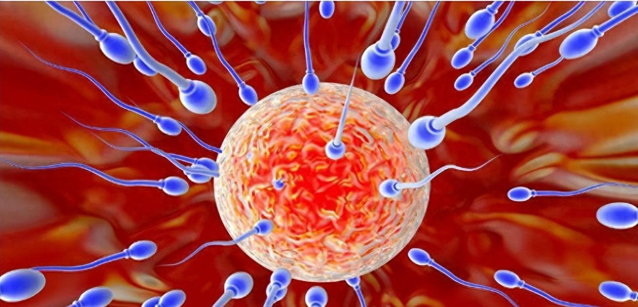 失落的小勇士们,踏上了怀孕之路