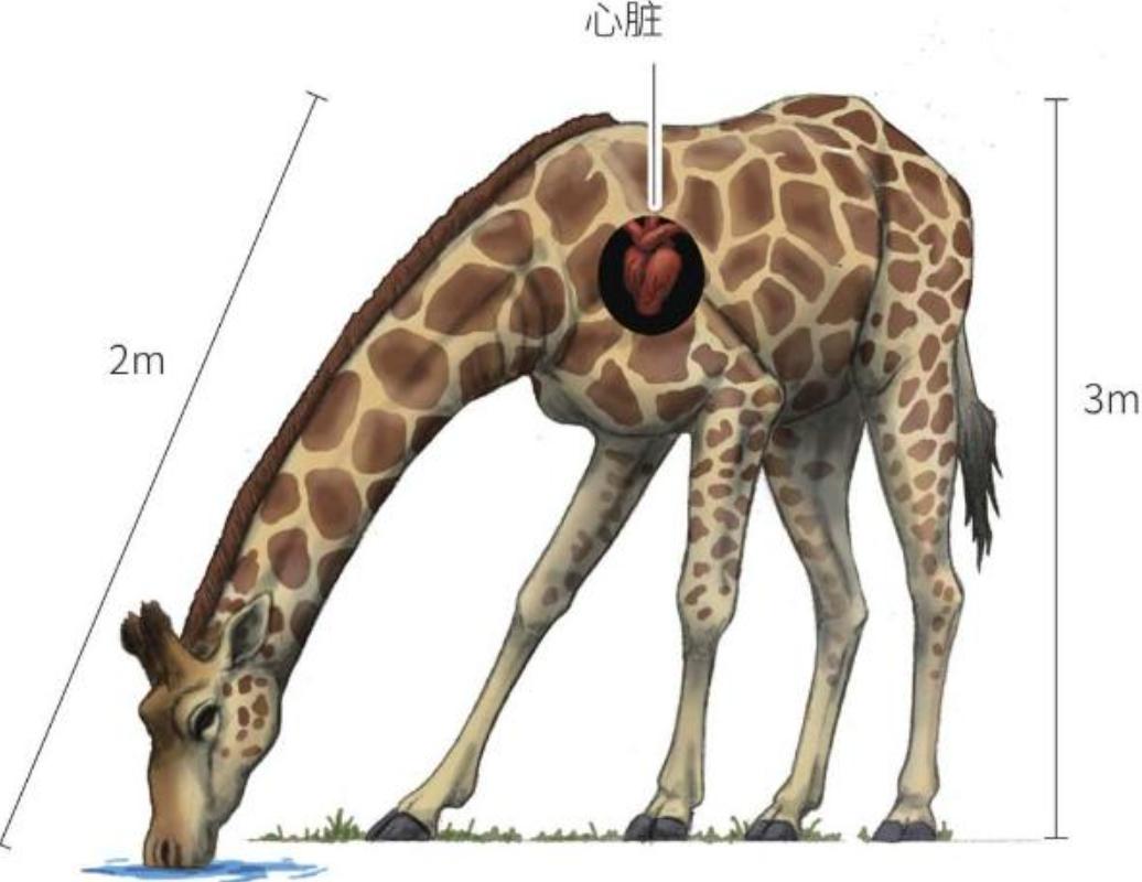 长颈鹿踢飞狮子,狮子偷袭长颈鹿长颈鹿使出杀手锏
