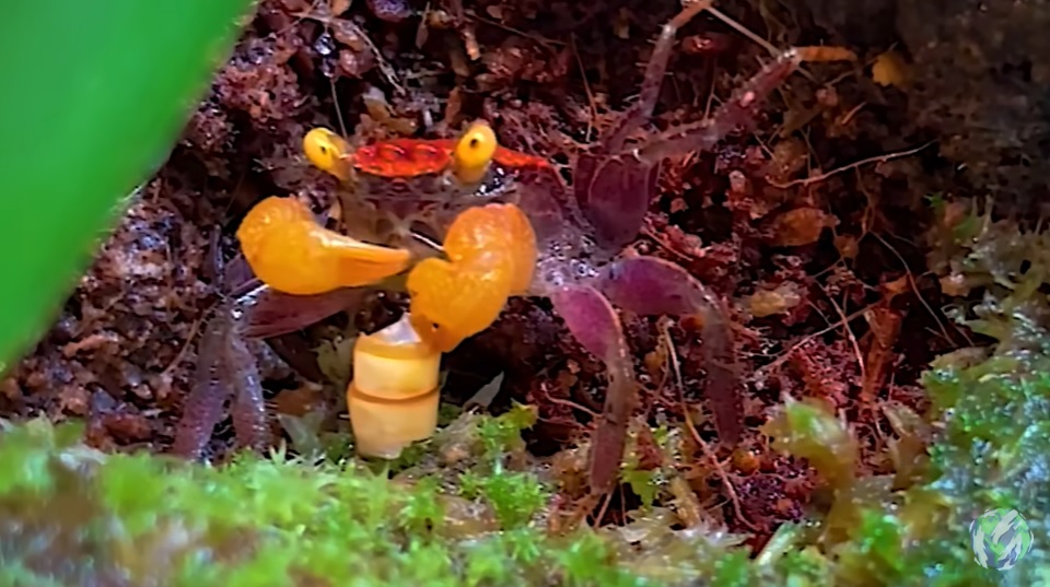 美国小哥在卧室建出一缸热带雨林，食物链环环相扣，太强了