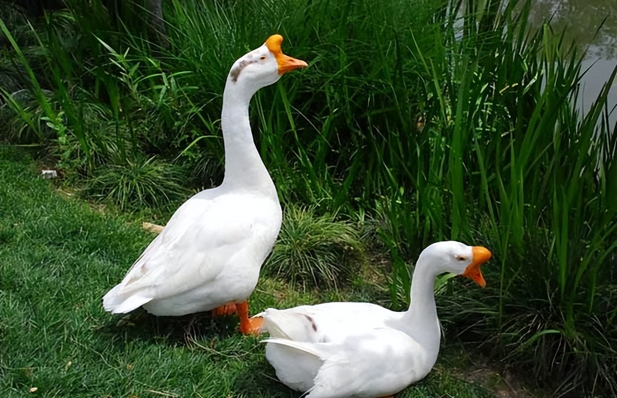 养鹅如何预防鹅病,鹅常见疾病及医治方法