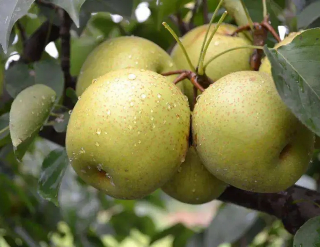 常州美食上榜江苏味道,闲谈温州美食