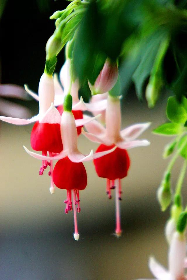 美丽的花倒挂金钟,美丽的倒挂金钟花图片