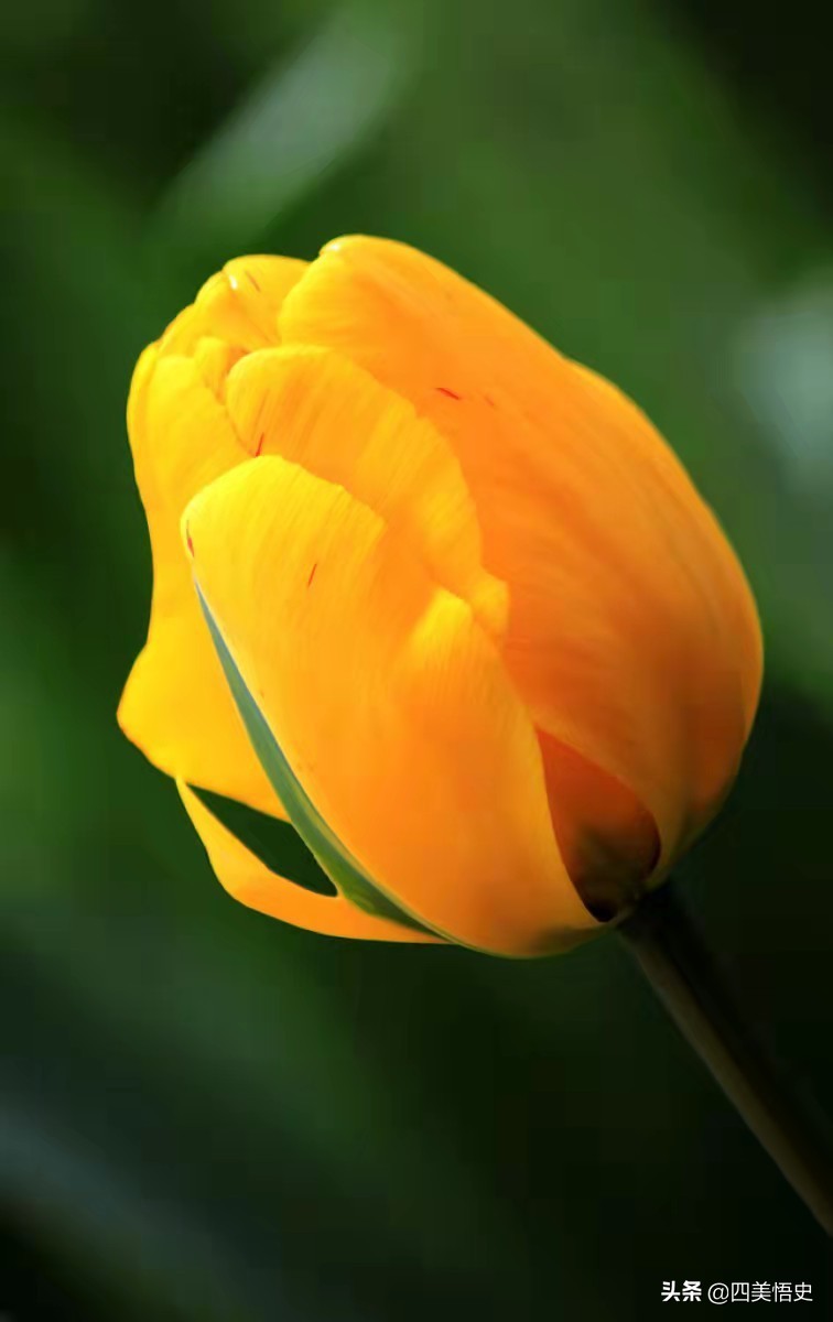 粉色郁金香的花语是,十朵郁金香粉色花语