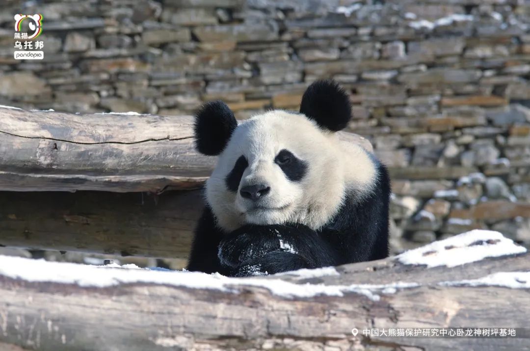 冬季保暖熊猫,呆萌可爱熊猫过冬