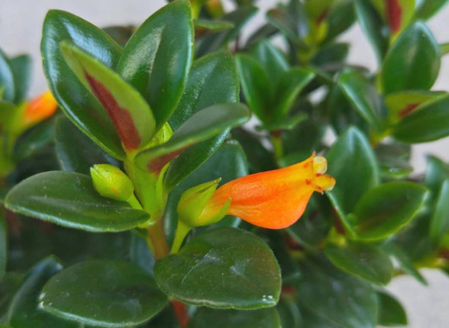 金鱼吊兰开花期间怎么养护和管理,金鱼吊兰开花都有哪些养护秘籍