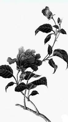 黑白花朵壁纸超清,全屏花朵壁纸无水印黑白