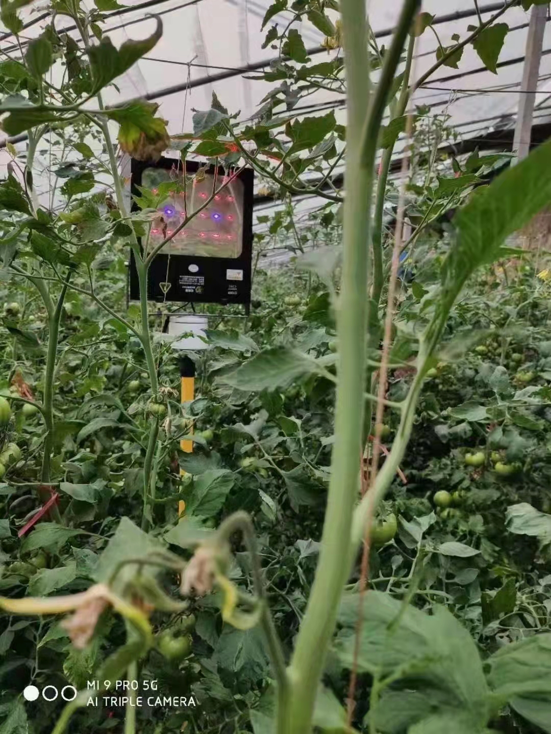 600米长大棚占地7亩猜一年挣多少钱？大叔运蔬菜棚内开火车，啥样