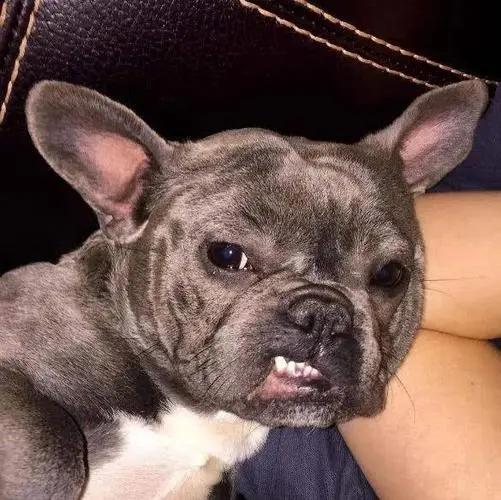 狗狗出现什么症状说明它快要走了,狗狗出现什么状况说明需要驱虫了