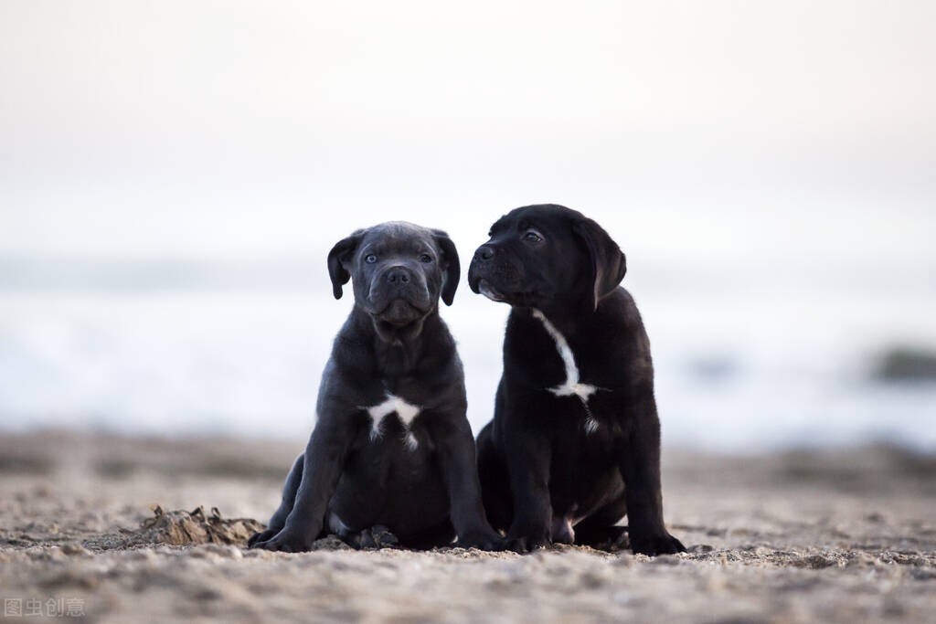 宠物子宫蓄脓最佳治愈方法,宠物子宫蓄脓发病率