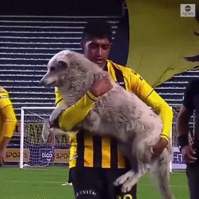 小狗进足球场扑球,狗子闯进足球场带球过人成功射门