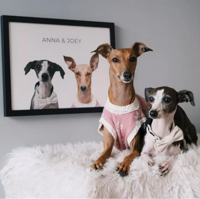 一只流浪狗被收留后成功的逆袭了,一只被遗弃狗狗的逆袭之路