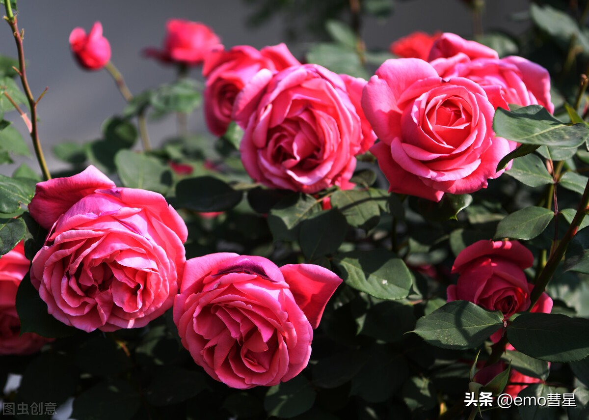 为什么有的女生很容易被大叔喜欢,小女生为什么喜欢大叔型的