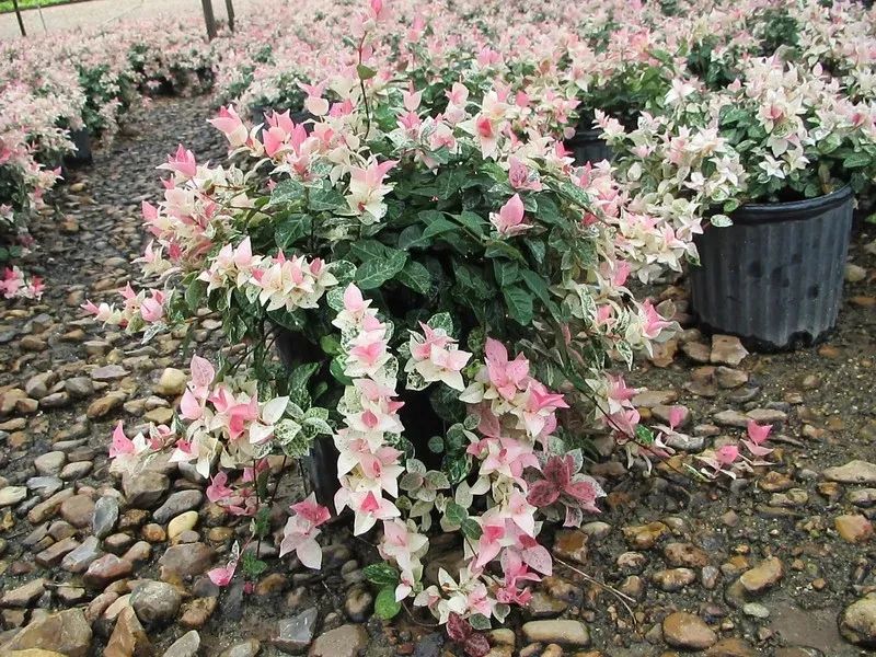 新叶看起来像三角梅的花，花叶络石真有这么好看吗？