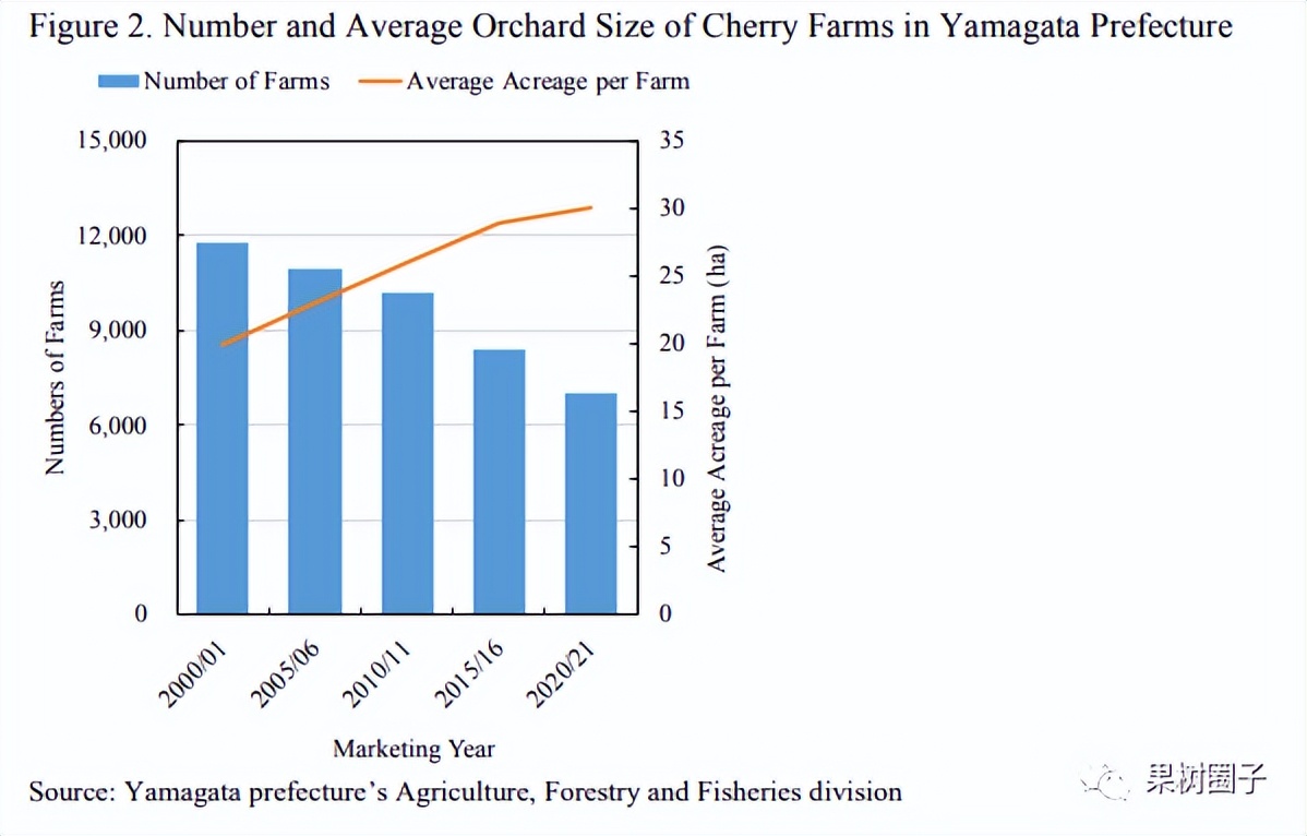 大樱桃预冷多长时间装箱最好,樱桃预冷处理