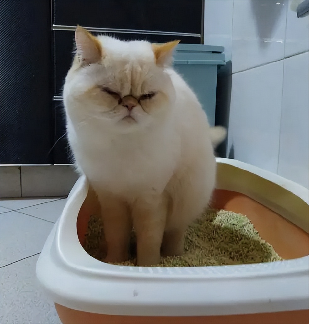 猫咪拉肚子了该如何治,猫咪拉肚子了该怎么办