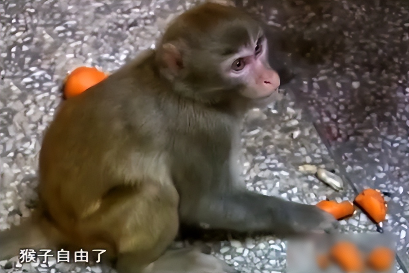 重庆小伙救下一只猕猴,重庆男子救助野生猕猴