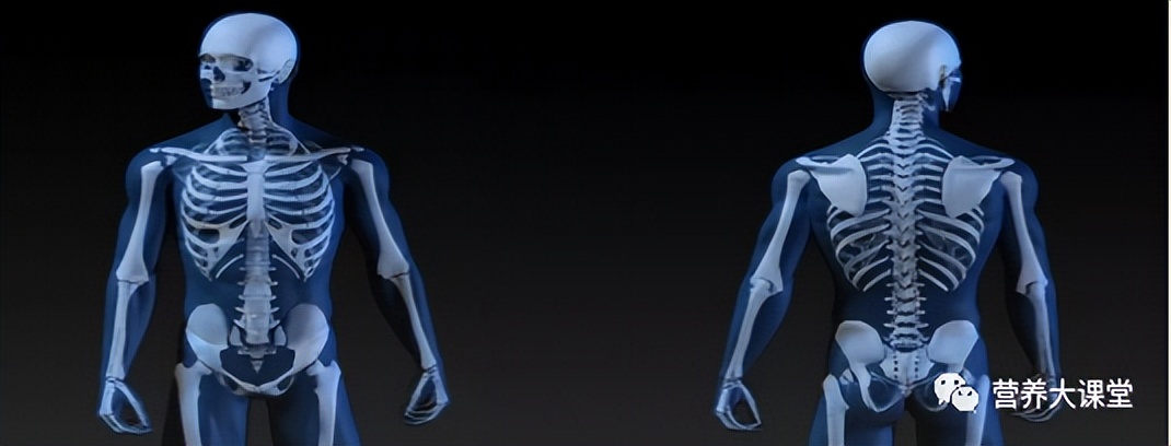 认识人体骨骼系统步骤与结论,带你了解骨骼健康