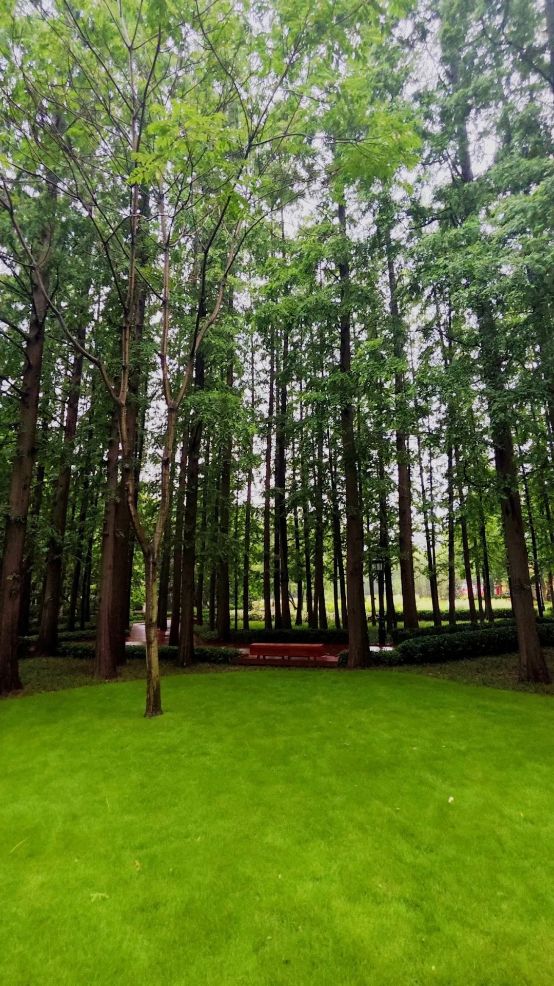 青岛绝美的一条路,青岛都是树的风景路