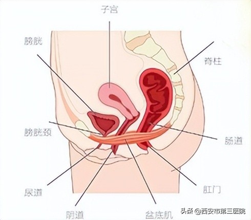 关爱产后妈妈｜帮您了解产后康复