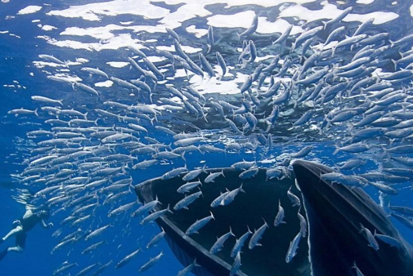 最强干饭人！鲸鱼张开嘴，鱼群就会往嘴里“钻”