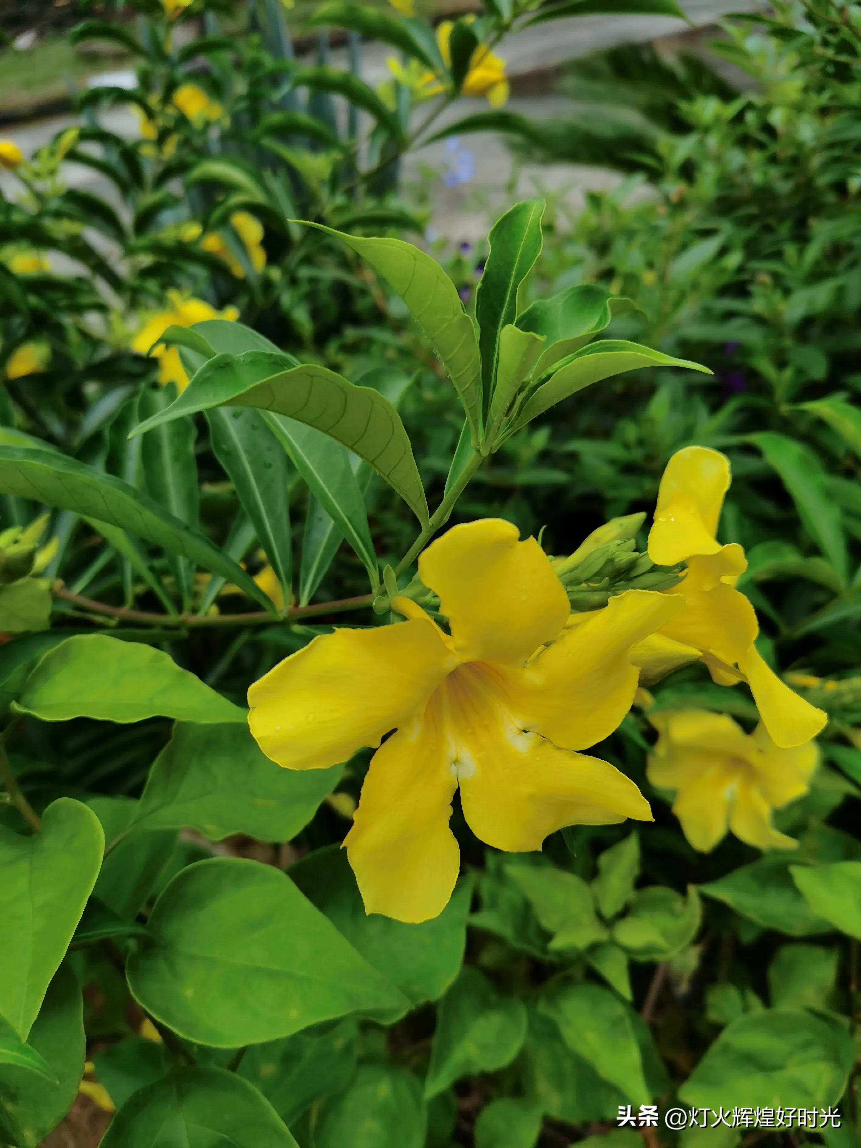 夏日掠影,雨天花开,人见人爱