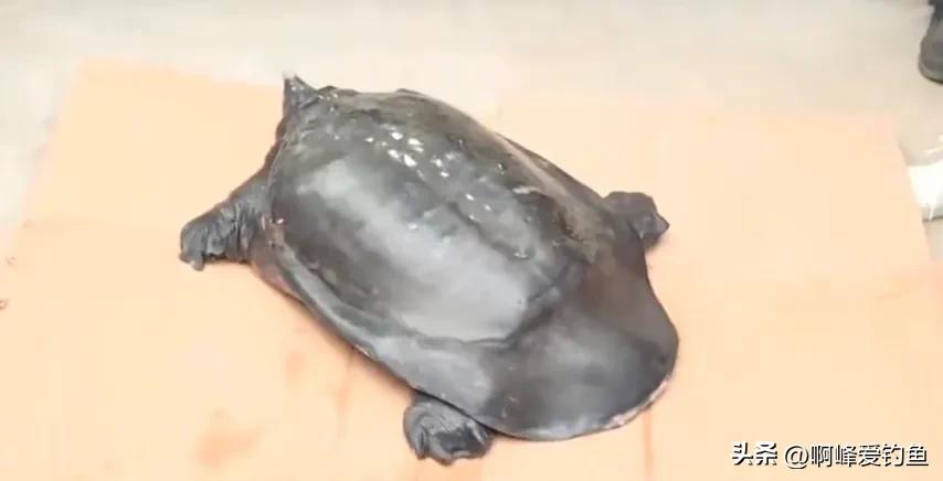 佛罗里达鳖会泛滥成灾吗,佛罗里达鳖在我国多省出现