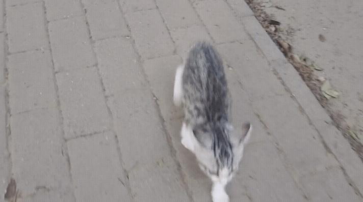 几百块钱买的猫靠谱吗,几百块的猫是真的吗