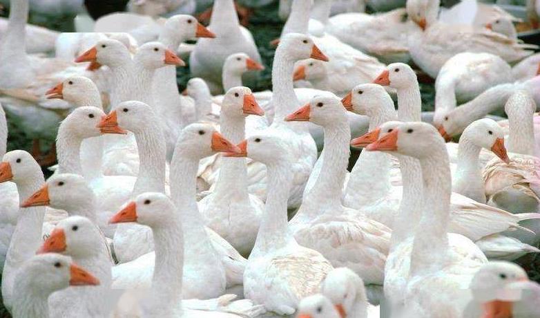 鹅的脚一瘸一拐什么原因,40天的鹅瘸腿怎么办