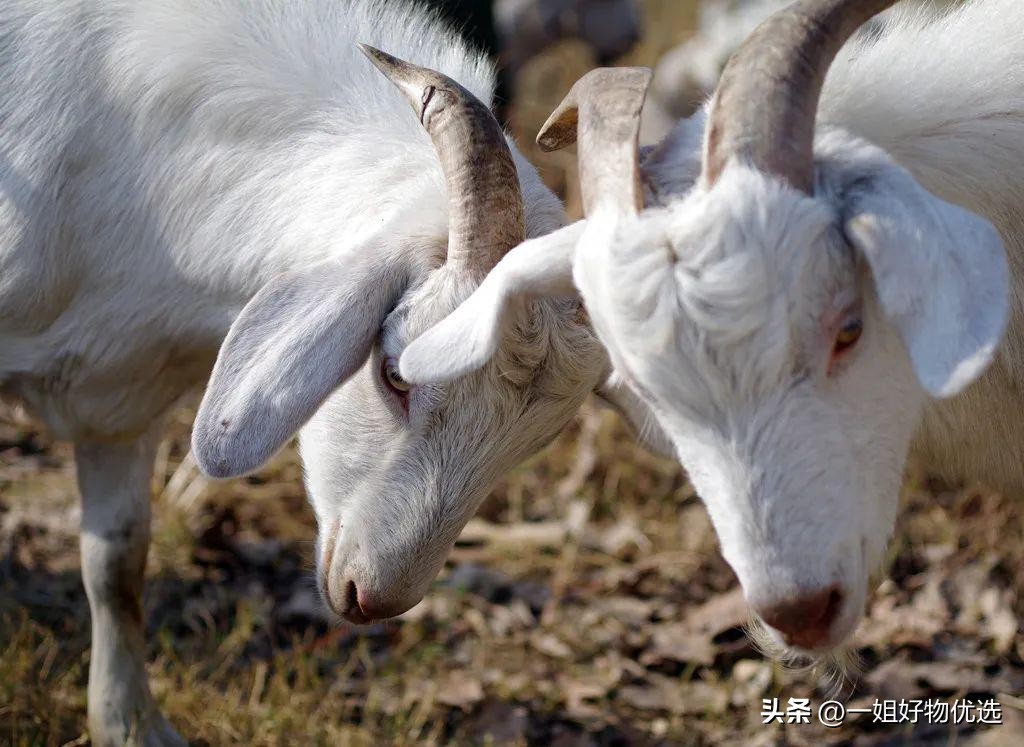 围巾比较好的牌子,男士围巾哪个牌子比较好
