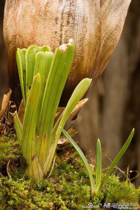 植物中的捕猎高手,植物界的捕猎大师