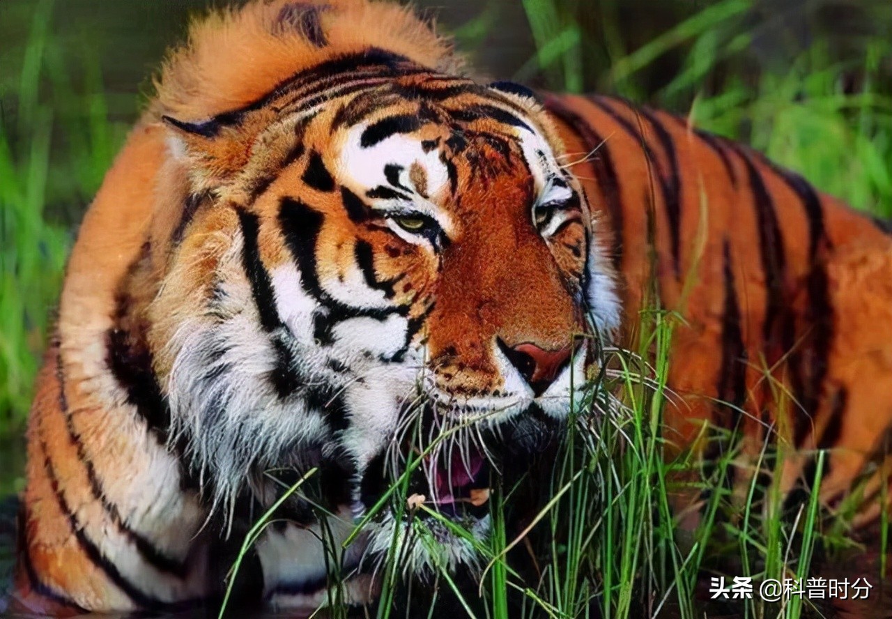 25只已经灭绝的史前动物,已灭绝又复活的动物白鱀豚