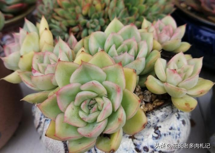 多肉月亮仙子突然烂了是怎么回事,多肉月亮仙子和静夜的区别