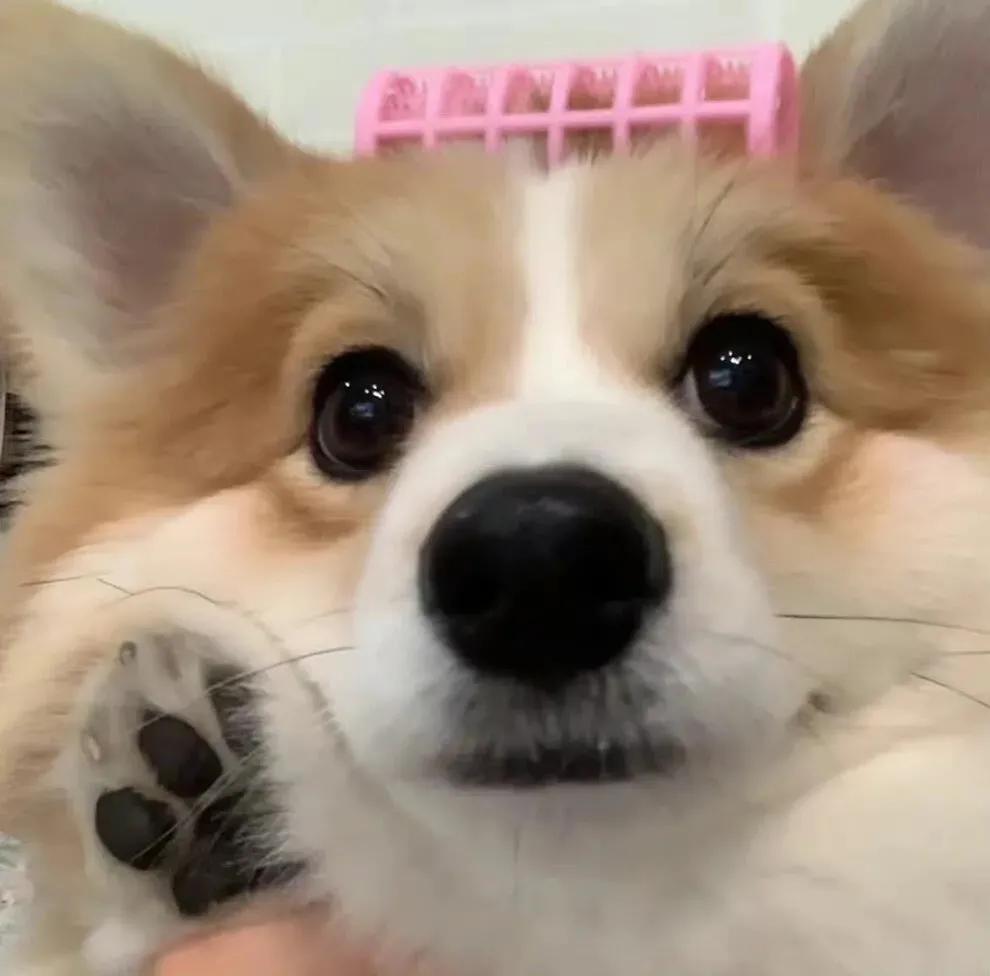 可爱的动漫情侣头像,情侣头像可爱小盆友