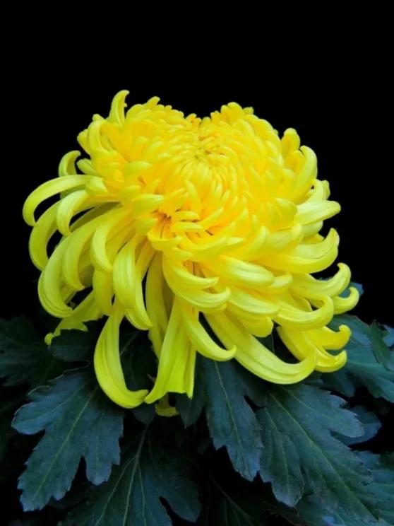 100种迷人的“数字花”,从零到一百万,真是太神奇了