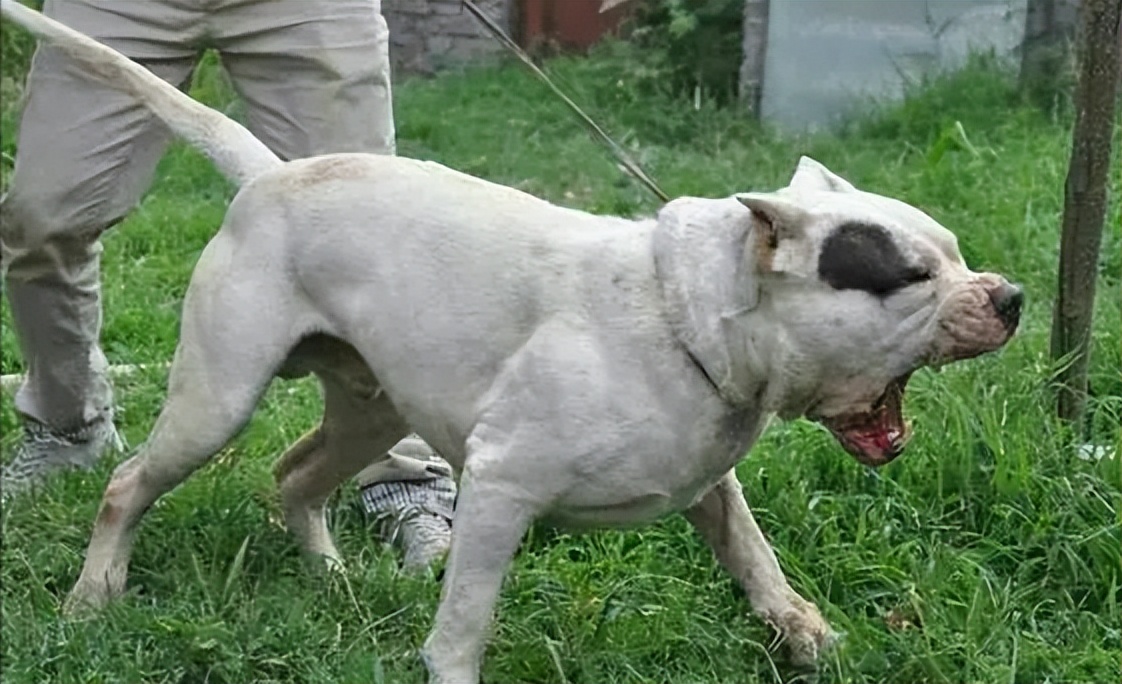 为什么说养狗一定要养大狗,杜高犬十个不养的理由