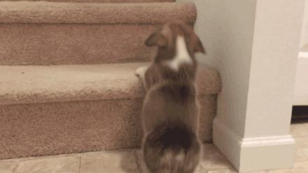 短腿柯基优点缺点,柯基的优点和缺点