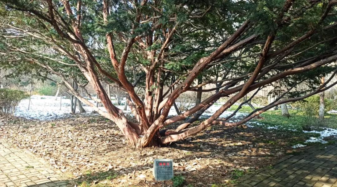 它是“绿色黄金”，更是“征服癌症的希望之树”