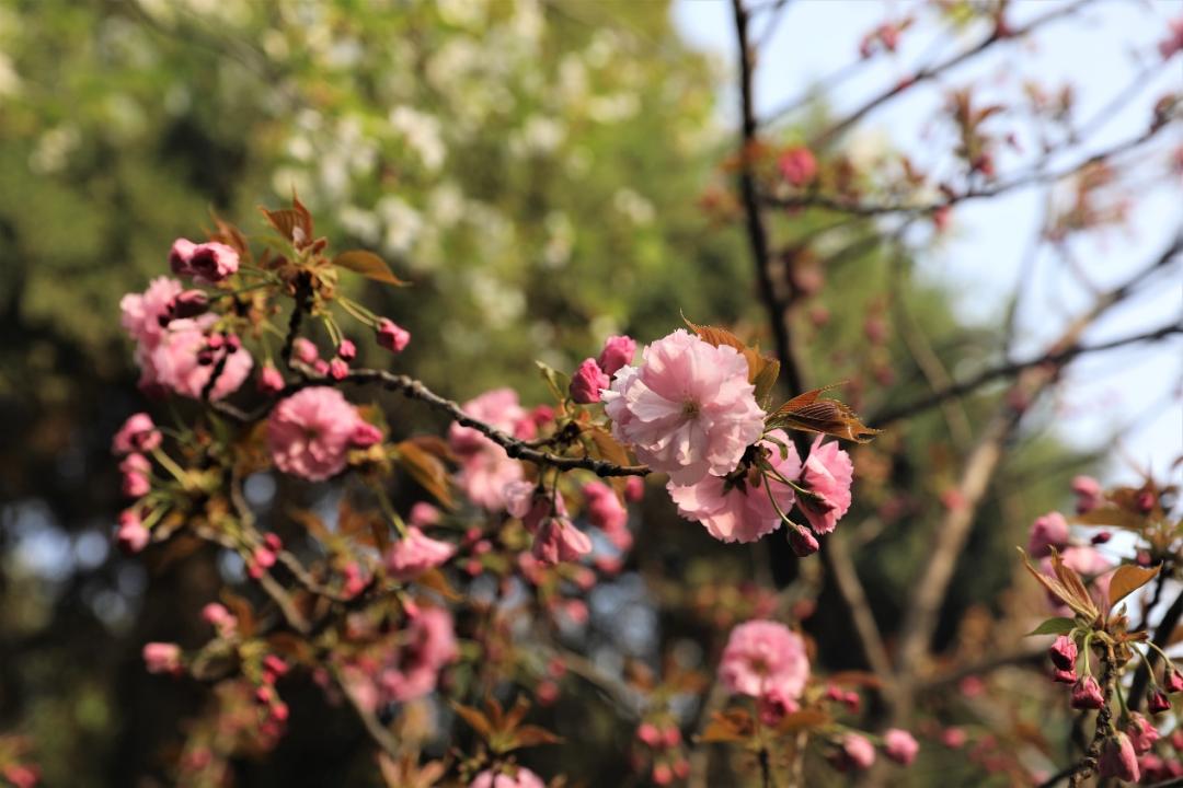 鐩哥害鍐滃ぇ,鐩歌仛浜戠鐩哥害鍐滃ぇ