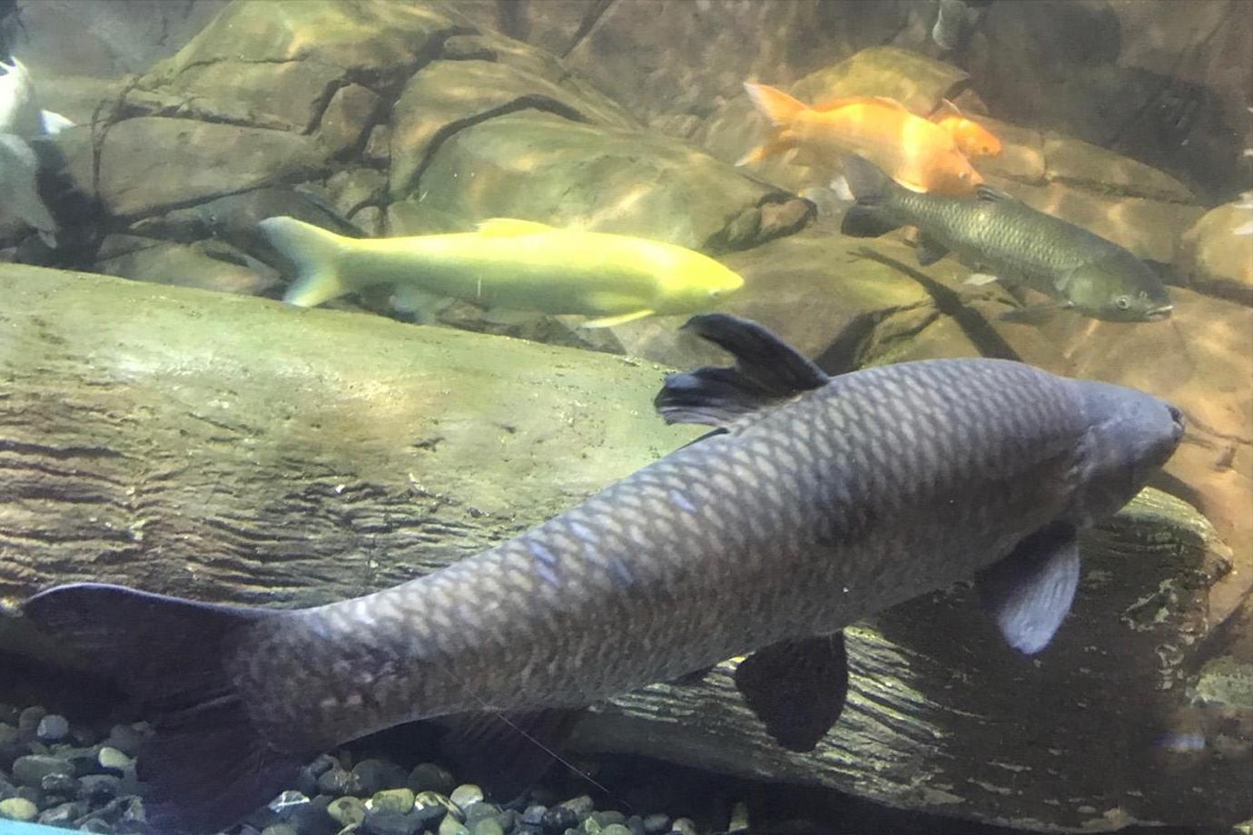 七种不一样的鱼图片,各种鱼的区别方法图解