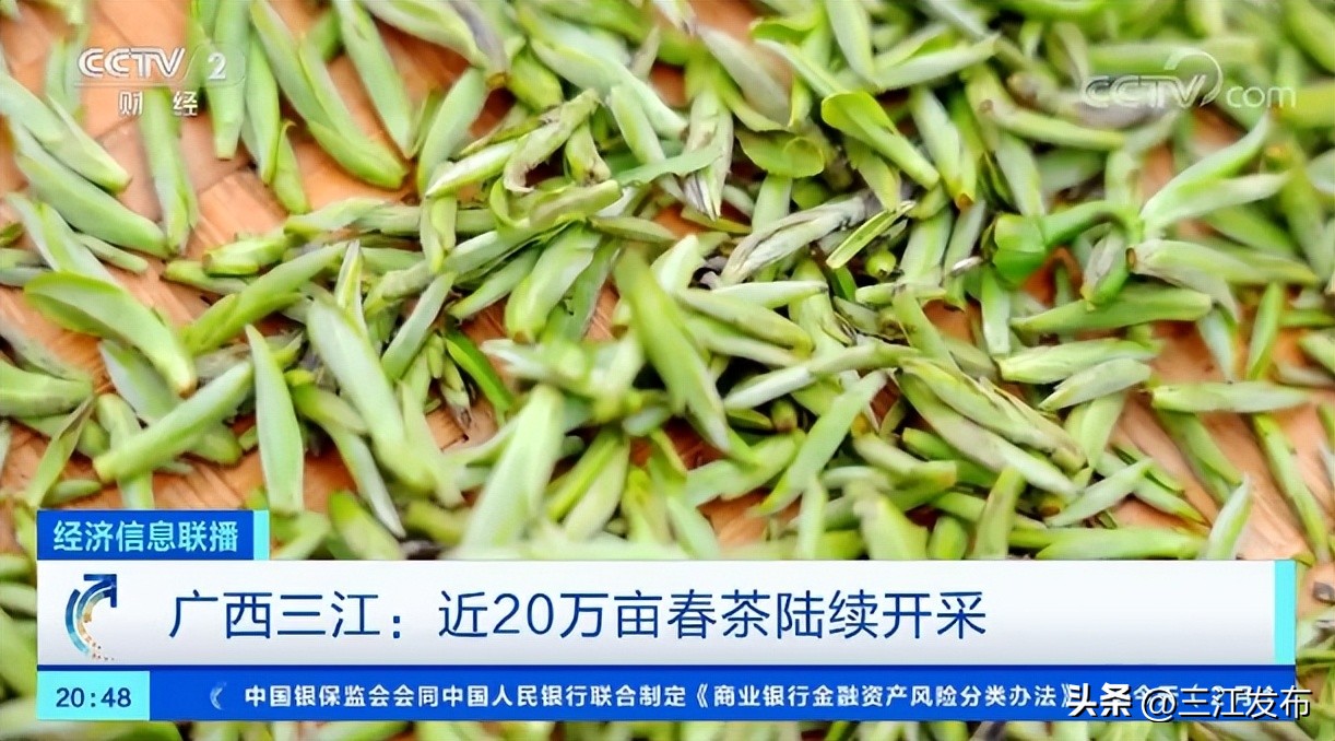 三江县早春茶央视宣传,三江早春第一茶