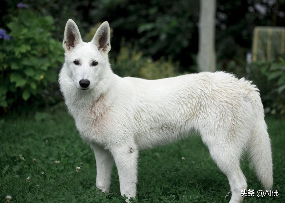 美国犬种有哪些,美国五大传奇犬种